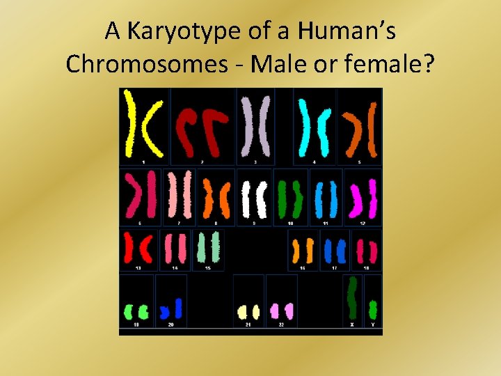 A Karyotype of a Human’s Chromosomes - Male or female? 