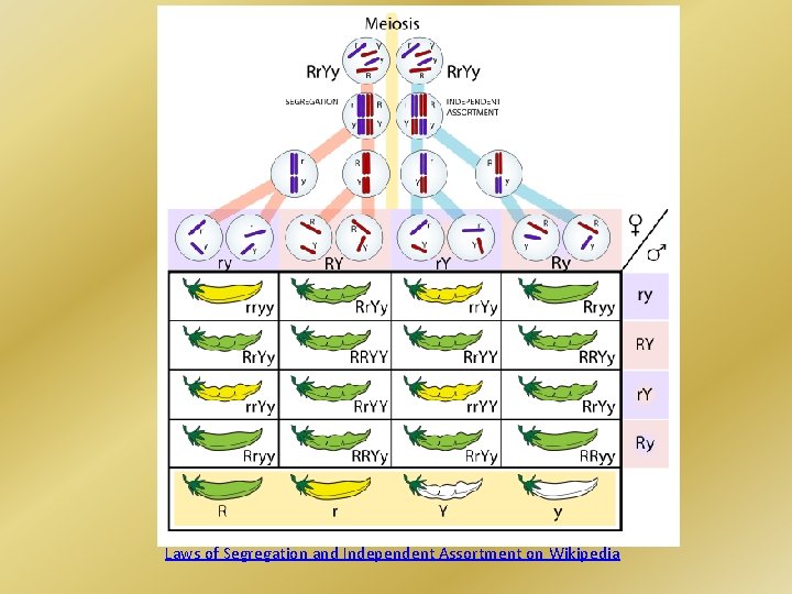 Laws of Segregation and Independent Assortment on Wikipedia 