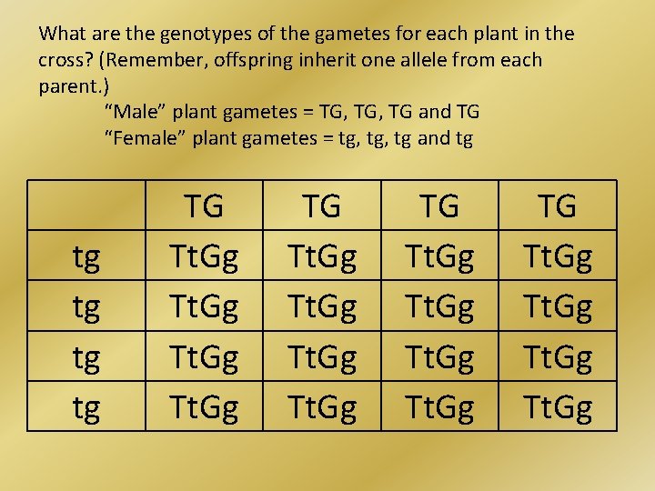 What are the genotypes of the gametes for each plant in the cross? (Remember,