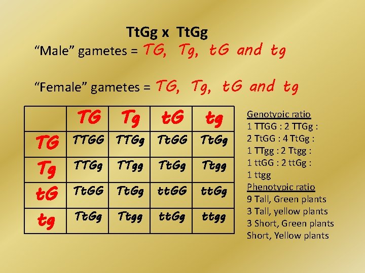 Tt. Gg x Tt. Gg “Male” gametes = TG, Tg, t. G and tg