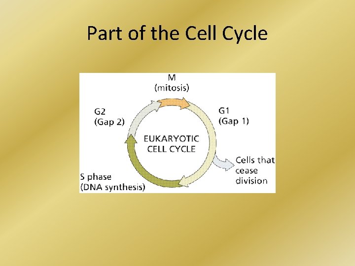 Part of the Cell Cycle 
