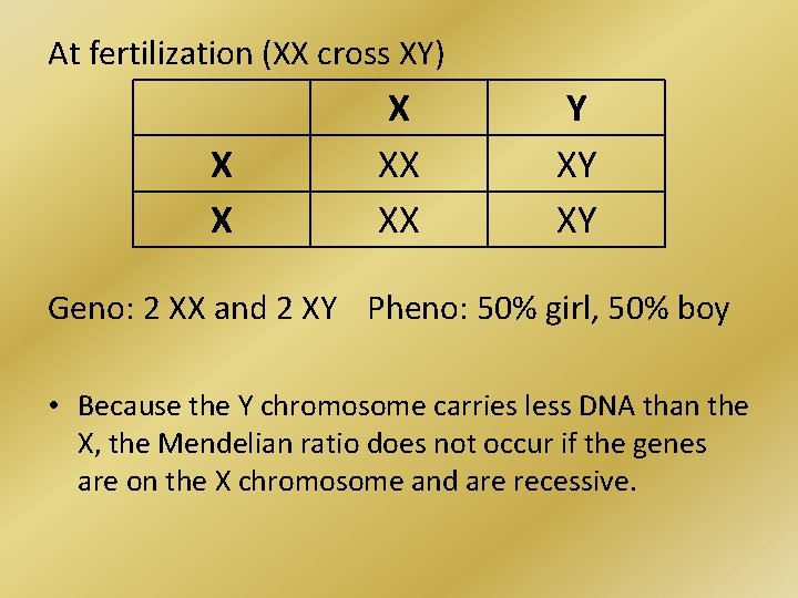 At fertilization (XX cross XY) X XX XX Y XY XY Geno: 2 XX