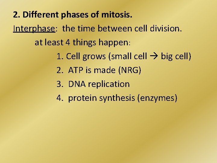 2. Different phases of mitosis. Interphase: the time between cell division. at least 4