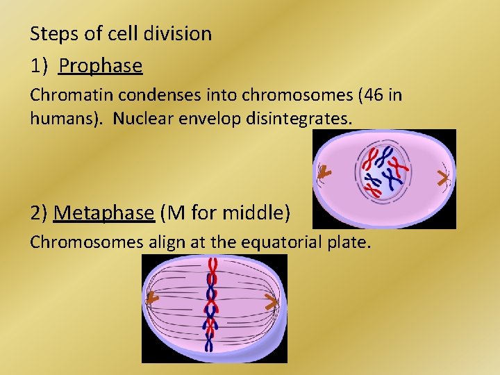 Steps of cell division 1) Prophase Chromatin condenses into chromosomes (46 in humans). Nuclear