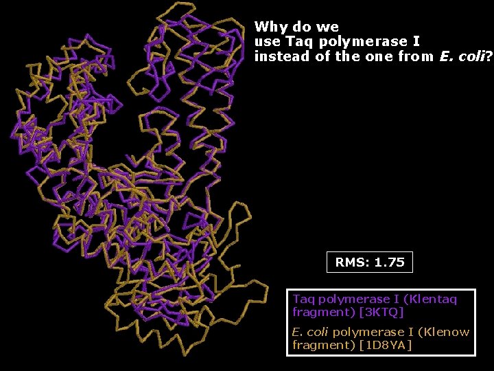 Why do we use Taq polymerase I instead of the one from E. coli?