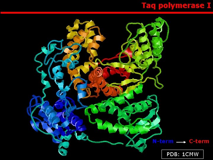 Taq polymerase I N-term C-term PDB: 1 CMW 