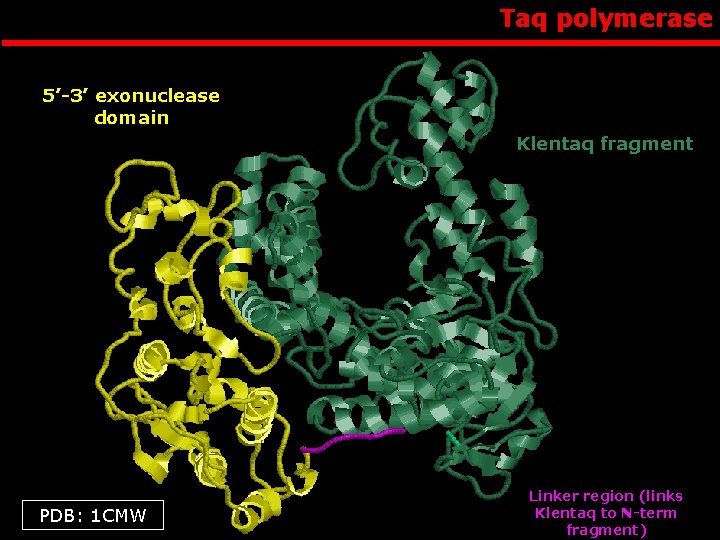 Taq polymerase 5’-3’ exonuclease domain Klentaq fragment PDB: 1 CMW Linker region (links Klentaq