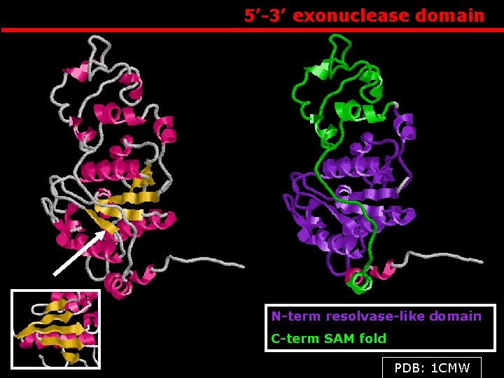 5’-3’ exonuclease domain N-term resolvase-like domain C-term SAM fold PDB: 1 CMW 