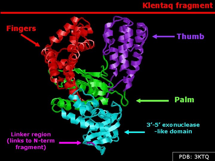 Klentaq fragment Fingers Thumb Palm Linker region (links to N-term fragment) 3’-5’ exonuclease -like