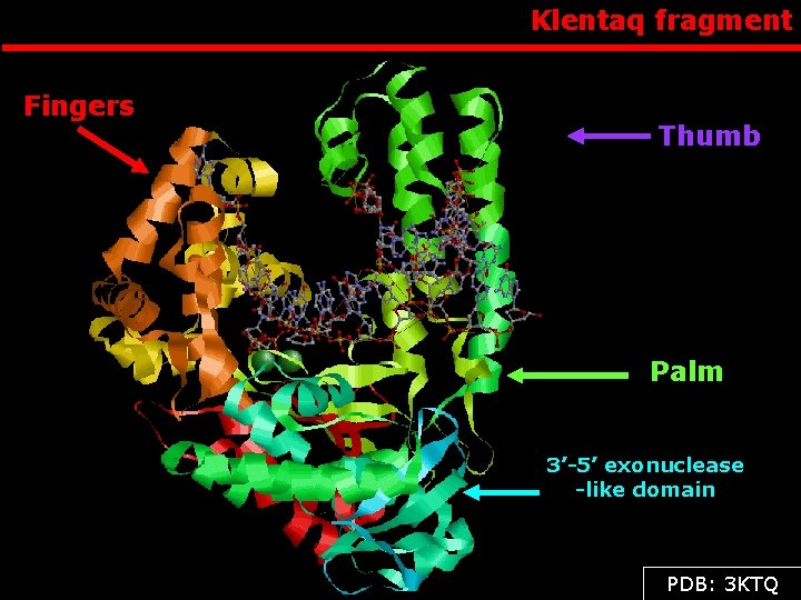 Klentaq fragment Fingers Thumb Palm 3’-5’ exonuclease -like domain PDB: 3 KTQ 