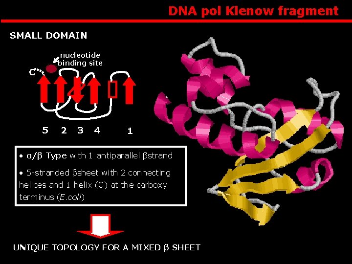 DNA pol Klenow fragment SMALL DOMAIN nucleotide binding site C 5 2 3 4