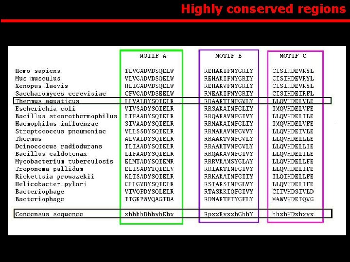 Highly conserved regions 