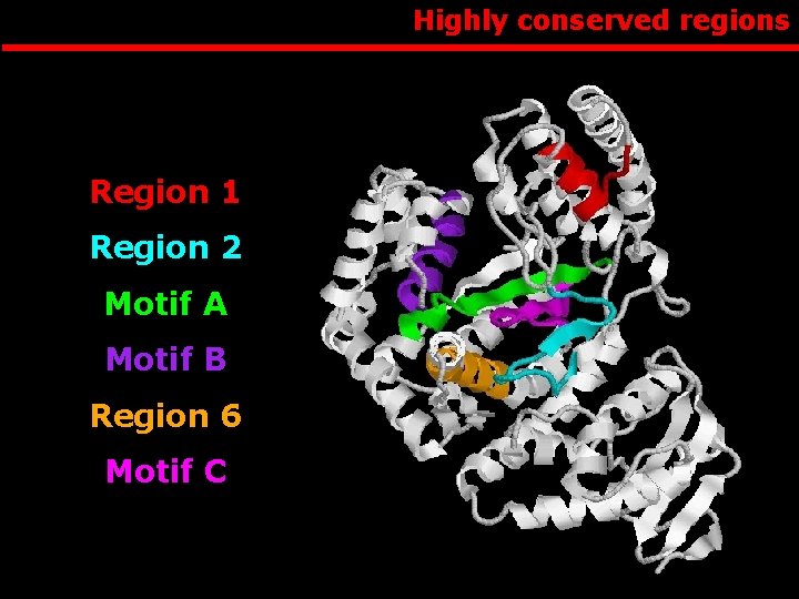 Highly conserved regions Region 1 Region 2 Motif A Motif B Region 6 Motif