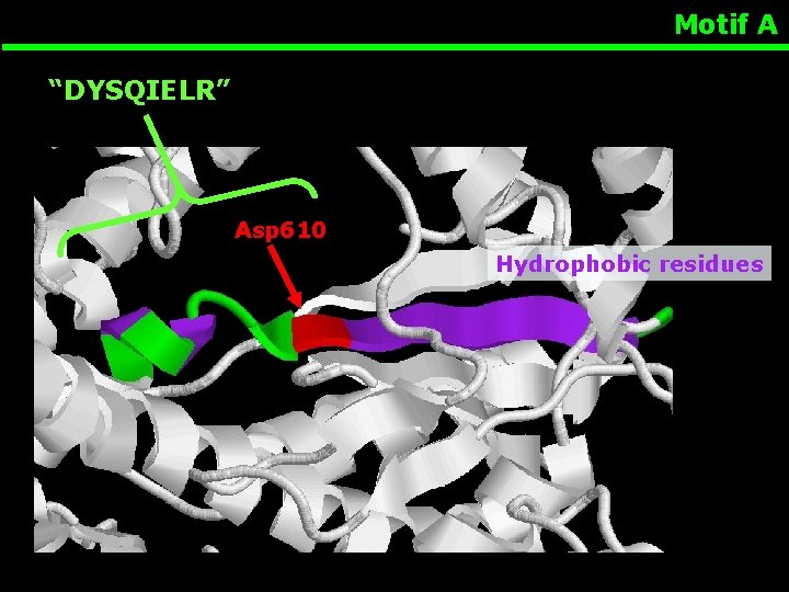 Motif A “DYSQIELR” Asp 610 Hydrophobic residues 