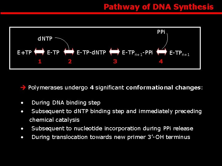 Pathway of DNA Synthesis PPi d. NTP E+TP E-TP 1 E-TP-d. NTP 2 E-TPn+1