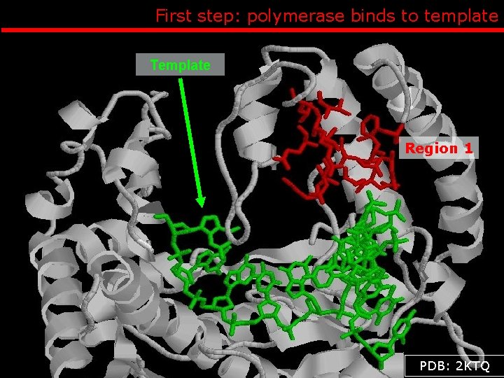 First step: polymerase binds to template Template Region 1 PDB: 2 KTQ 