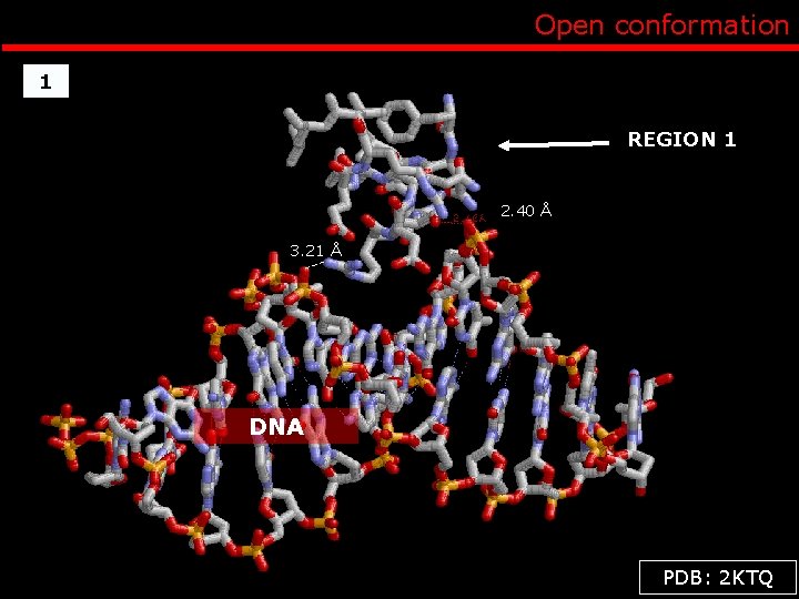 Open conformation 1 REGION 1 2. 40 Å 3. 21 Å DNA PDB: 2
