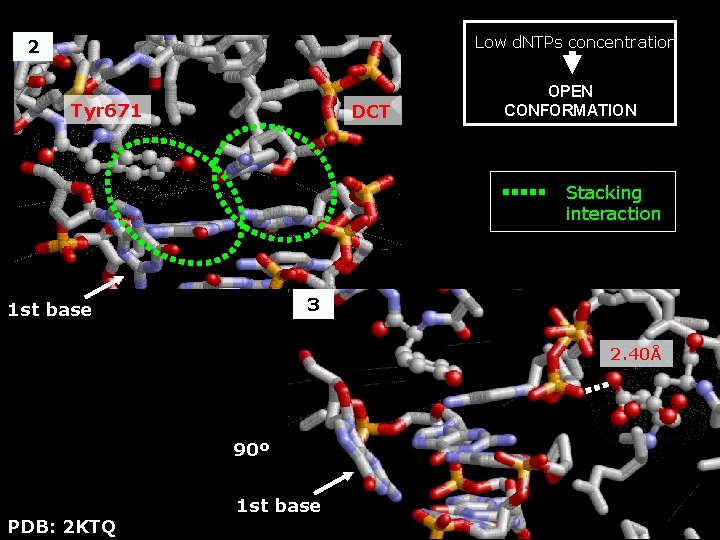Low d. NTPs concentration 2 Tyr 671 DCT OPEN CONFORMATION Stacking interaction 3 1
