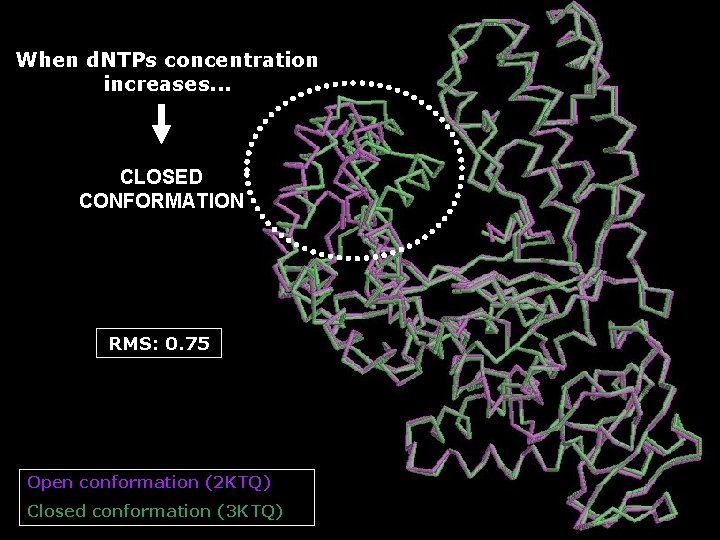 When d. NTPs concentration increases. . . CLOSED CONFORMATION RMS: 0. 75 Open conformation