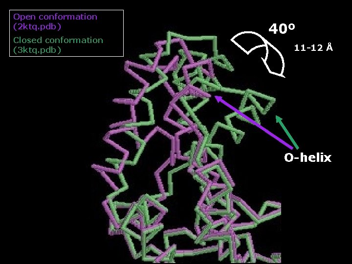 Open conformation (2 ktq. pdb) Closed conformation (3 ktq. pdb) 40º 11 -12 Å