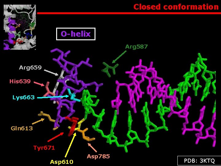 Closed conformation O-helix Arg 587 Arg 659 His 639 Lys 663 Gln 613 Tyr