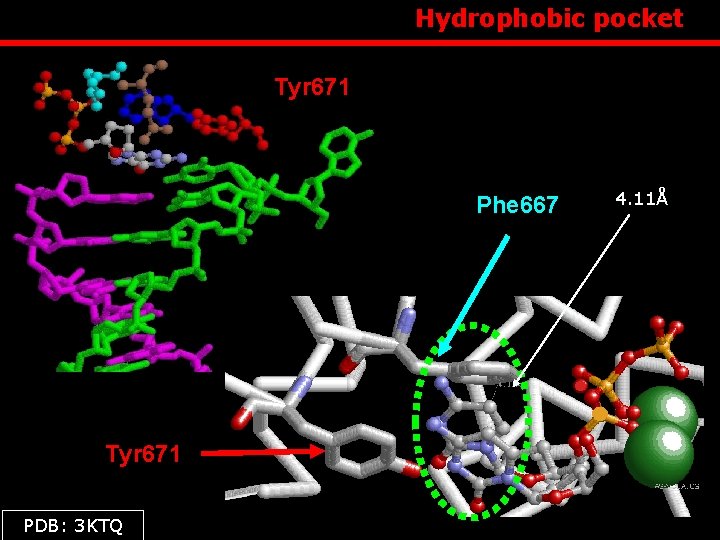  Hydrophobic pocket Tyr 671 Phe 667 Tyr 671 PDB: 3 KTQ 4. 11Å