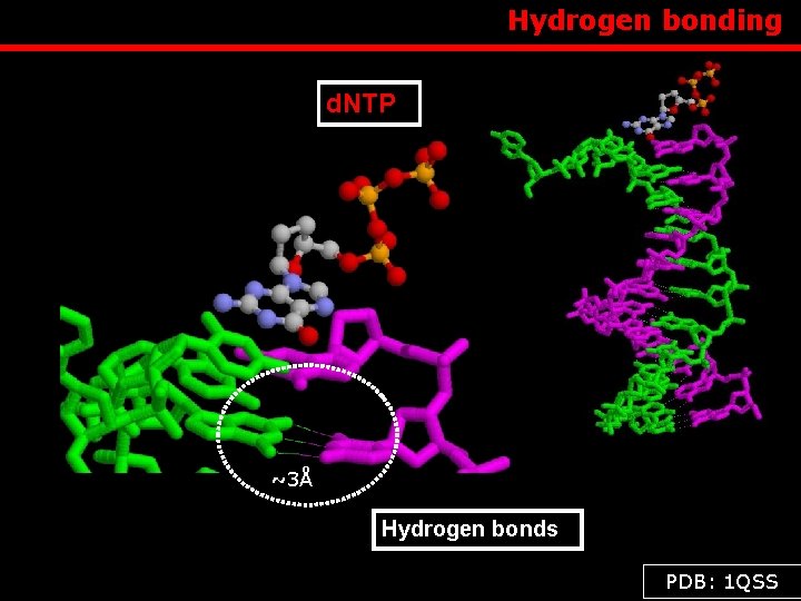 Hydrogen bonding d. NTP ~3Å Hydrogen bonds PDB: 1 QSS 