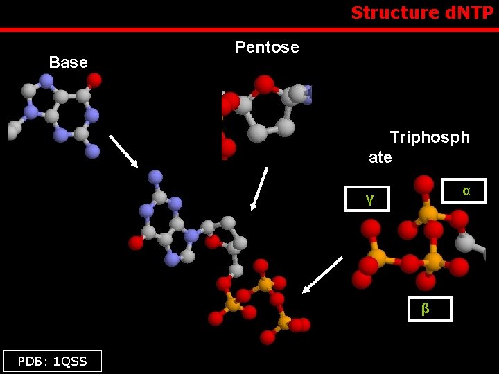 Structure d. NTP Base Pentose Triphosph ate α γ β PDB: 1 QSS 