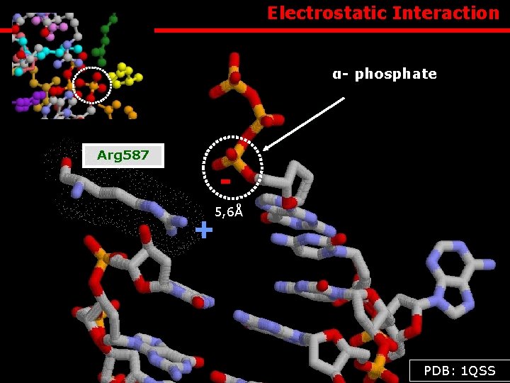  Electrostatic Interaction α- phosphate Arg 587 5, 6Å + PDB: 1 QSS 