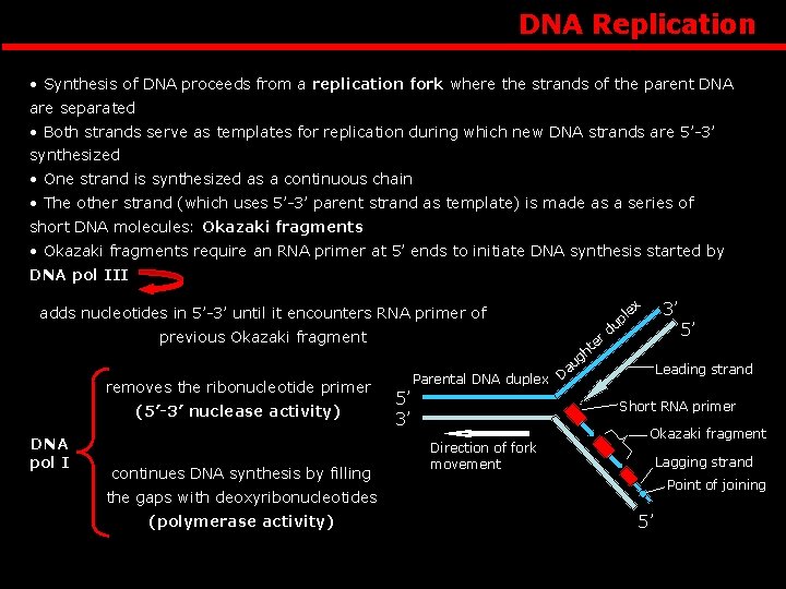 DNA Replication • Synthesis of DNA proceeds from a replication fork where the strands