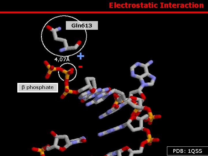  Electrostatic Interaction Gln 613 4, 07Å + - β phosphate PDB: 1 QSS