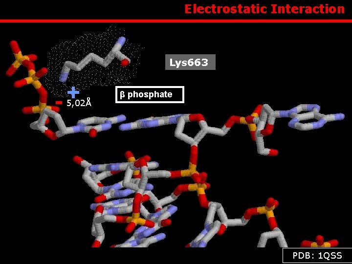  Electrostatic Interaction Lys 663 + - 5, 02Å β phosphate Β- PDB: 1