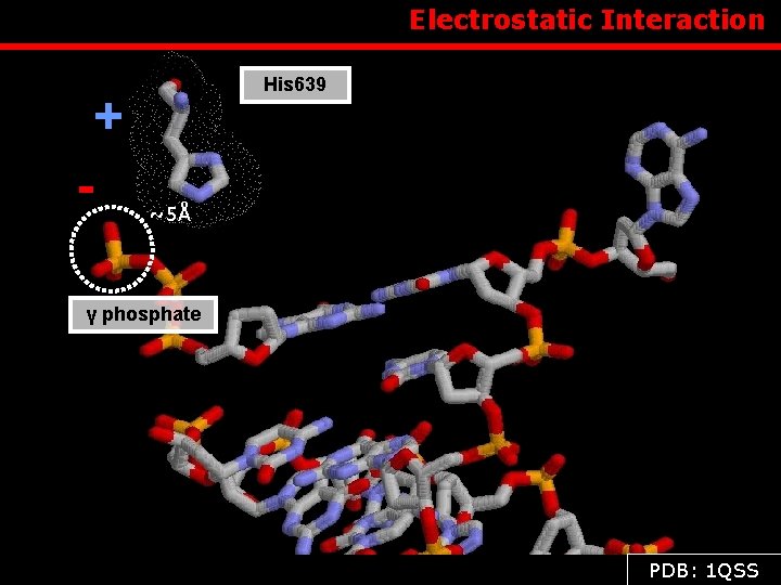  Electrostatic Interaction + - His 639 ~5Å γ phosphate PDB: 1 QSS 