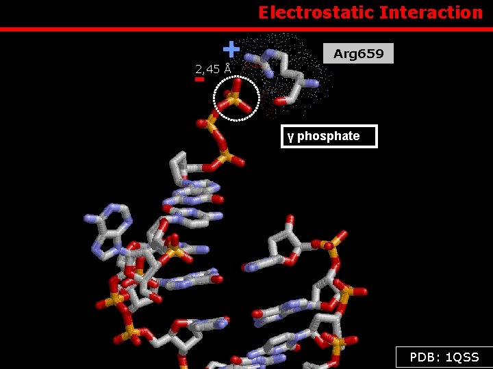  Electrostatic Interaction - + Arg 659 2, 45 Å γ phosphate PDB: 1