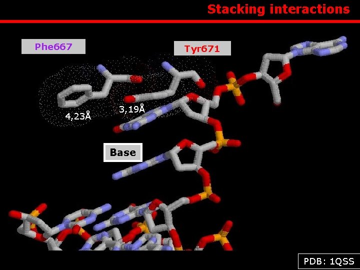  Phe 667 4, 23Å Stacking interactions Tyr 671 3, 19Å Base PDB: 1