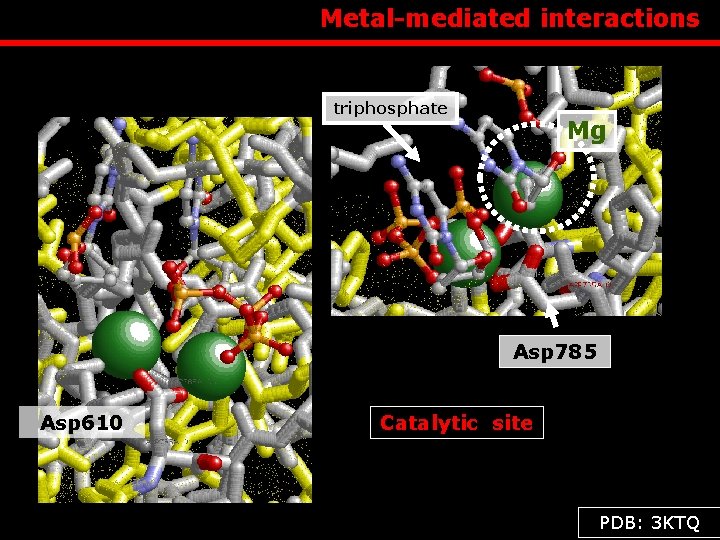  Metal-mediated interactions triphosphate Mg Asp 785 Asp 610 Catalytic site PDB: 3 KTQ