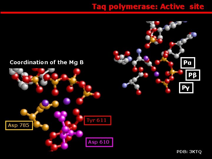 Taq polymerase: Active site Pα Coordination of the Mg B Pβ Pγ Asp 785