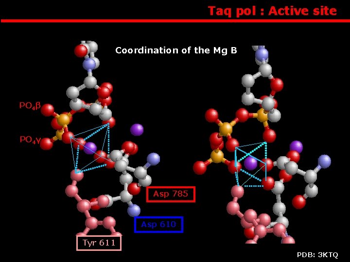 Taq pol : Active site Coordination of the Mg B PO 4β PO 4α