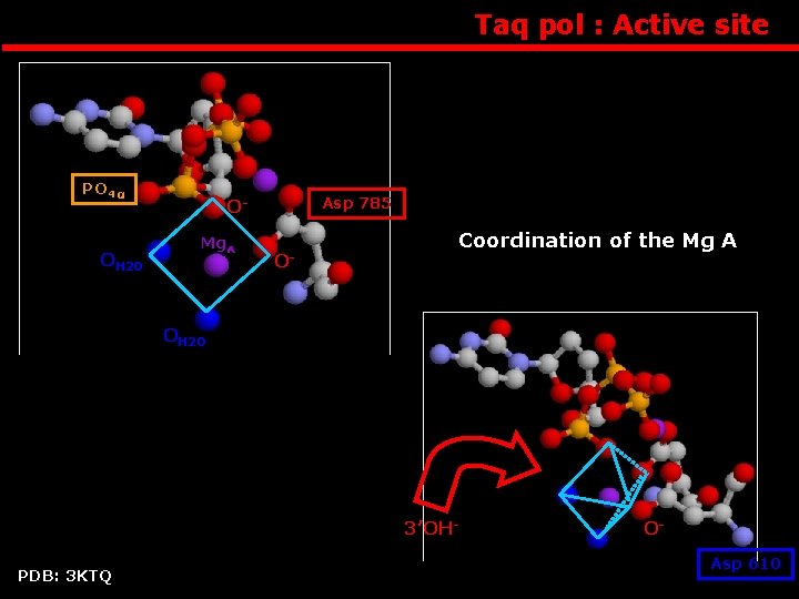 Taq pol : Active site PO 4 α OH 2 O Asp 785 OMg.