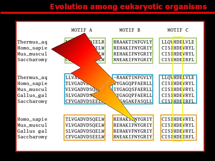 Evolution among eukaryotic organisms 
