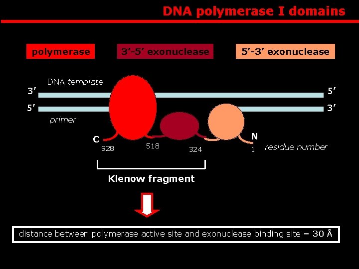 DNA polymerase I domains polymerase 3’ 3’-5’ exonuclease 5’-3’ exonuclease DNA template 5’ 5’