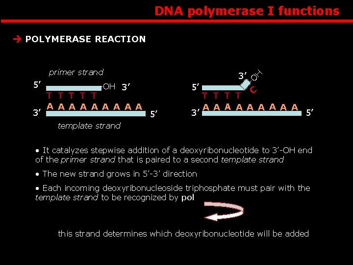 DNA polymerase I functions primer strand 3’ -OH 3’ T T T A A
