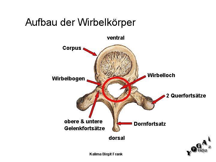 Aufbau der Wirbelkörper ventral Corpus Wirbelloch Wirbelbogen 2 Querfortsätze obere & untere Gelenkfortsätze Dornfortsatz