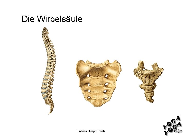 Die Wirbelsäule Kalima Birgit Frank Die Wirbelsäule Kalima Birgit Frank