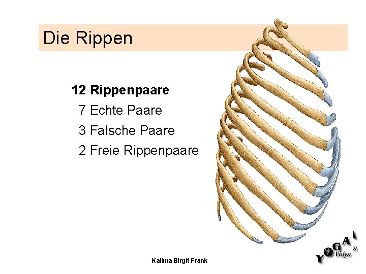 Die Rippen 12 Rippenpaare 7 Echte Paare 3 Falsche Paare 2 Freie Rippenpaare Kalima