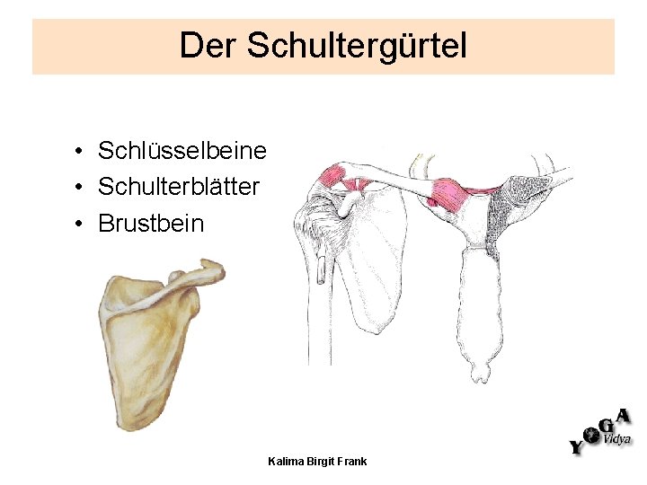 Der Schultergürtel • Schlüsselbeine • Schulterblätter • Brustbein Kalima Birgit Frank Der Schultergürtel • Schlüsselbeine • Schulterblätter • Brustbein Kalima Birgit Frank