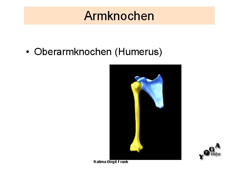 Armknochen • Oberarmknochen (Humerus) Kalima Birgit Frank 