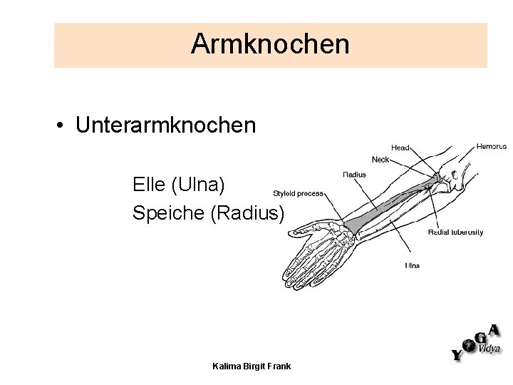 Armknochen • Unterarmknochen Elle (Ulna) Speiche (Radius) Kalima Birgit Frank 