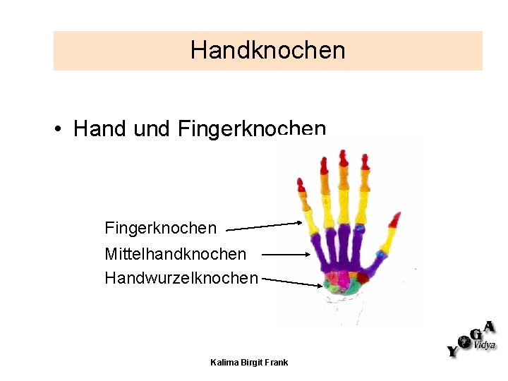 Handknochen • Hand und Fingerknochen Mittelhandknochen Handwurzelknochen Kalima Birgit Frank 