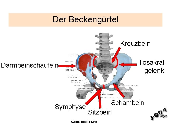 Der Beckengürtel Kreuzbein Iliosakralgelenk Darmbeinschaufeln Schambein Symphyse Sitzbein Kalima Birgit Frank 